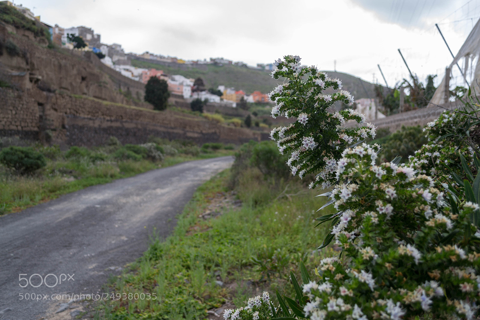 Nikon D3100 sample photo. White flower with green photography