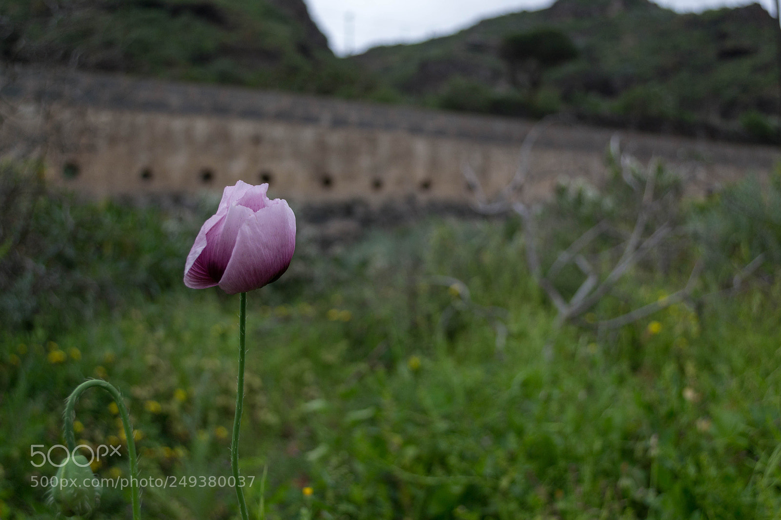 Nikon D3100 sample photo. Violet poppy flower with photography