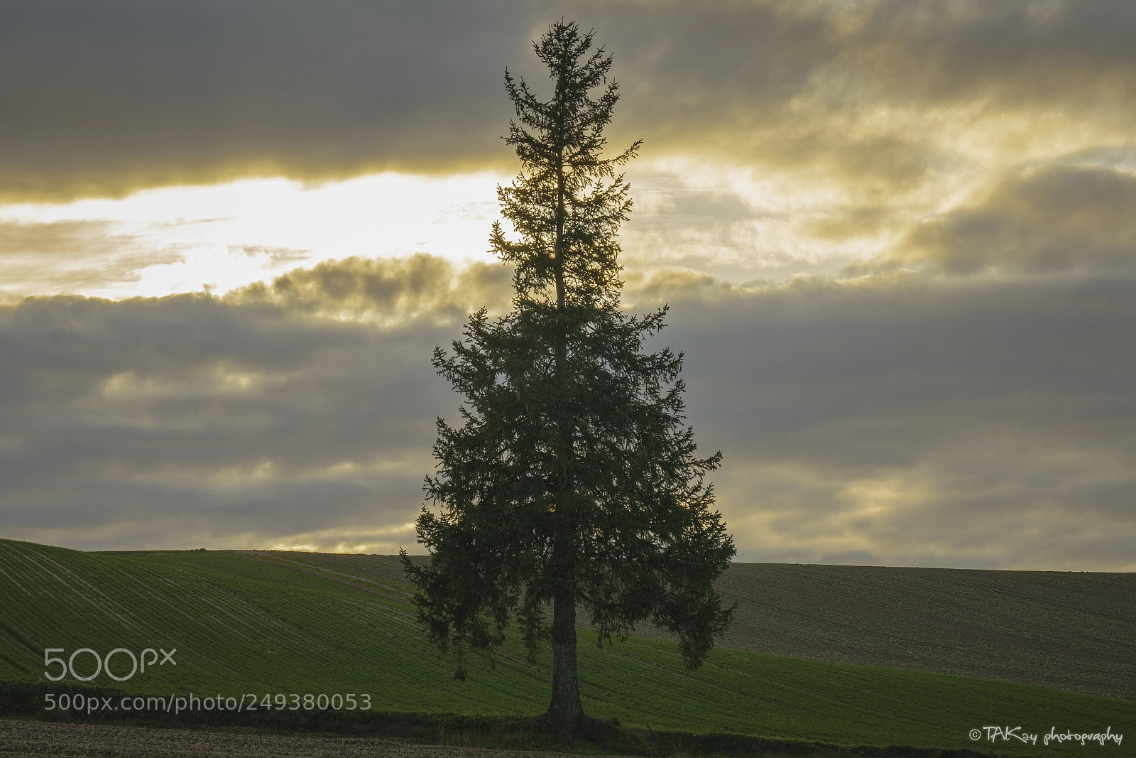 Sony a7R II sample photo. Christmas at dusk photography