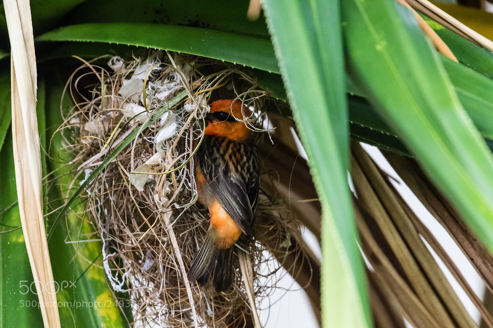 Canon EOS 7D Mark II sample photo. Entrance to my nest photography