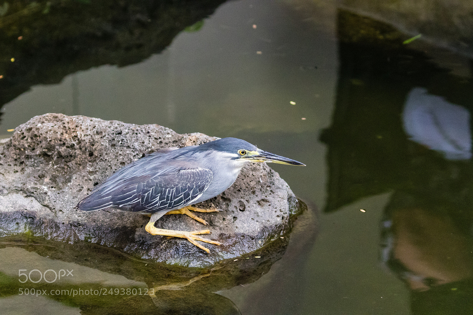 Canon EOS 7D Mark II sample photo. Looking for fish photography