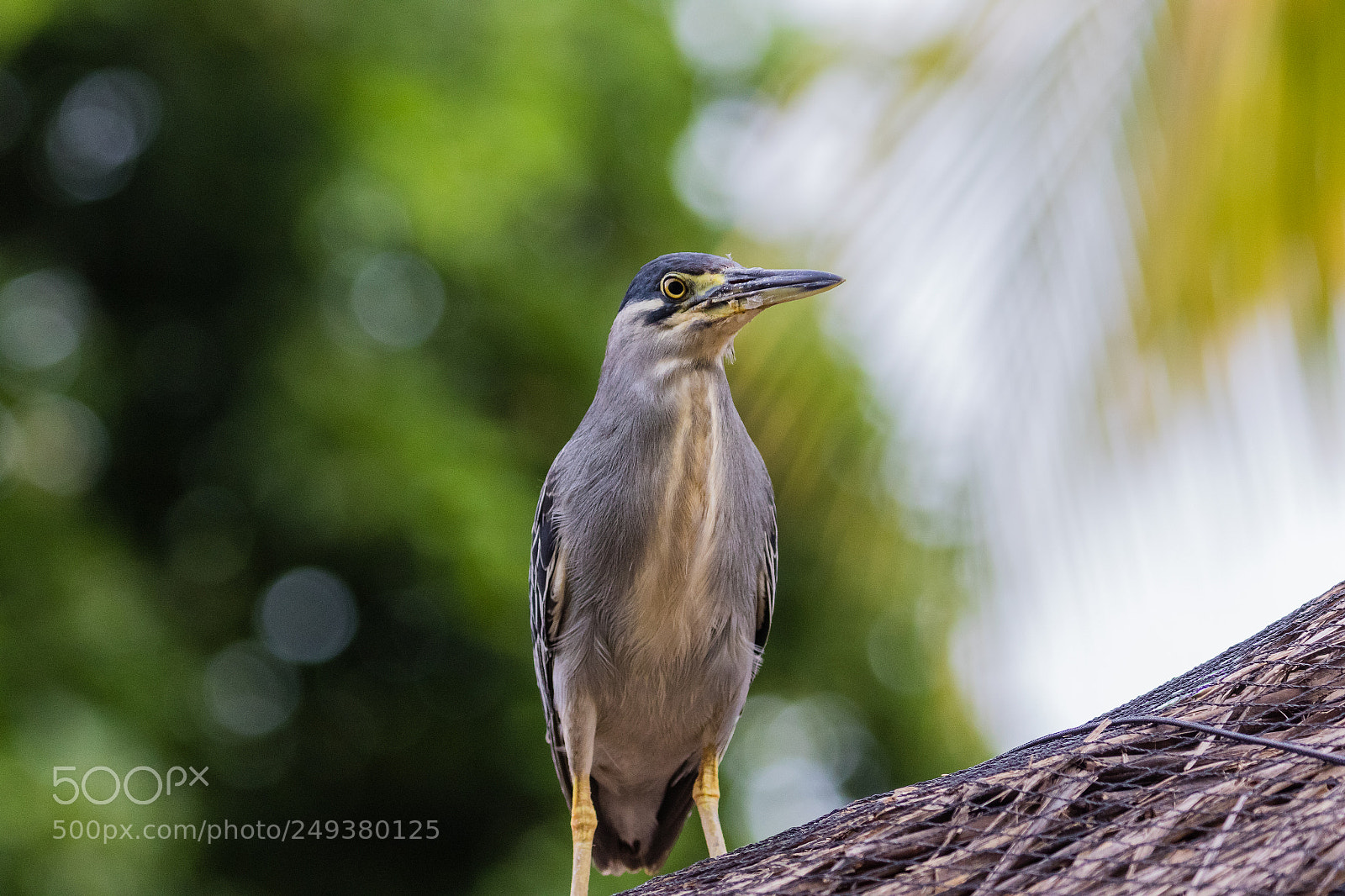 Canon EOS 7D Mark II sample photo. Mangrove heron photography
