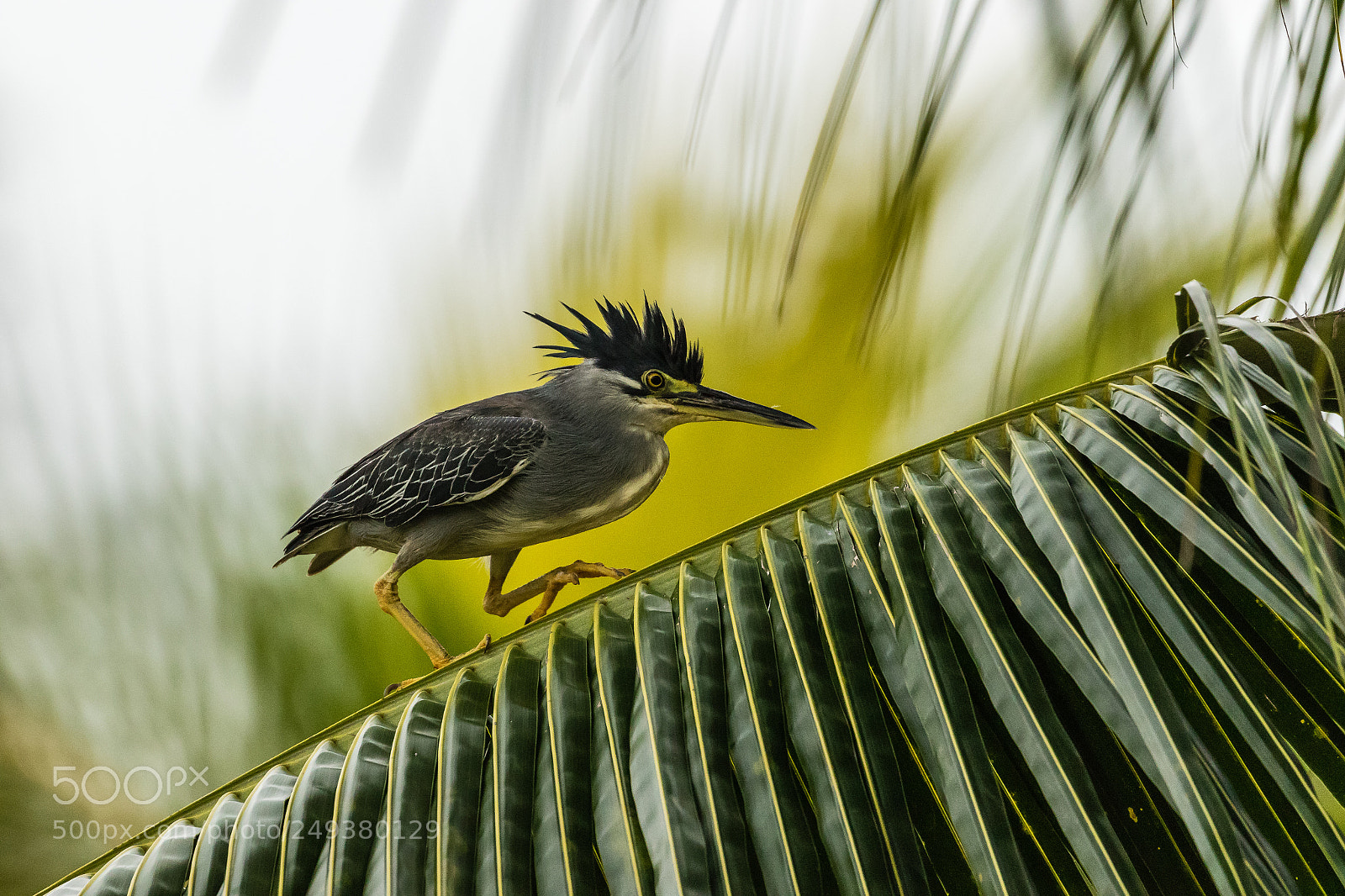 Canon EOS 7D Mark II sample photo. Mangrove heron looking for photography