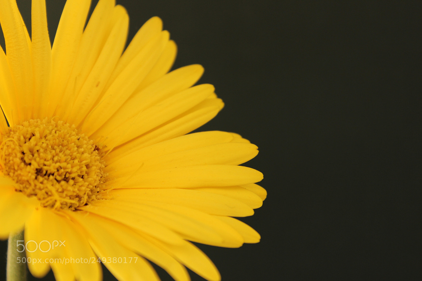 Canon EOS 600D (Rebel EOS T3i / EOS Kiss X5) sample photo. Yellow sunshine in the photography