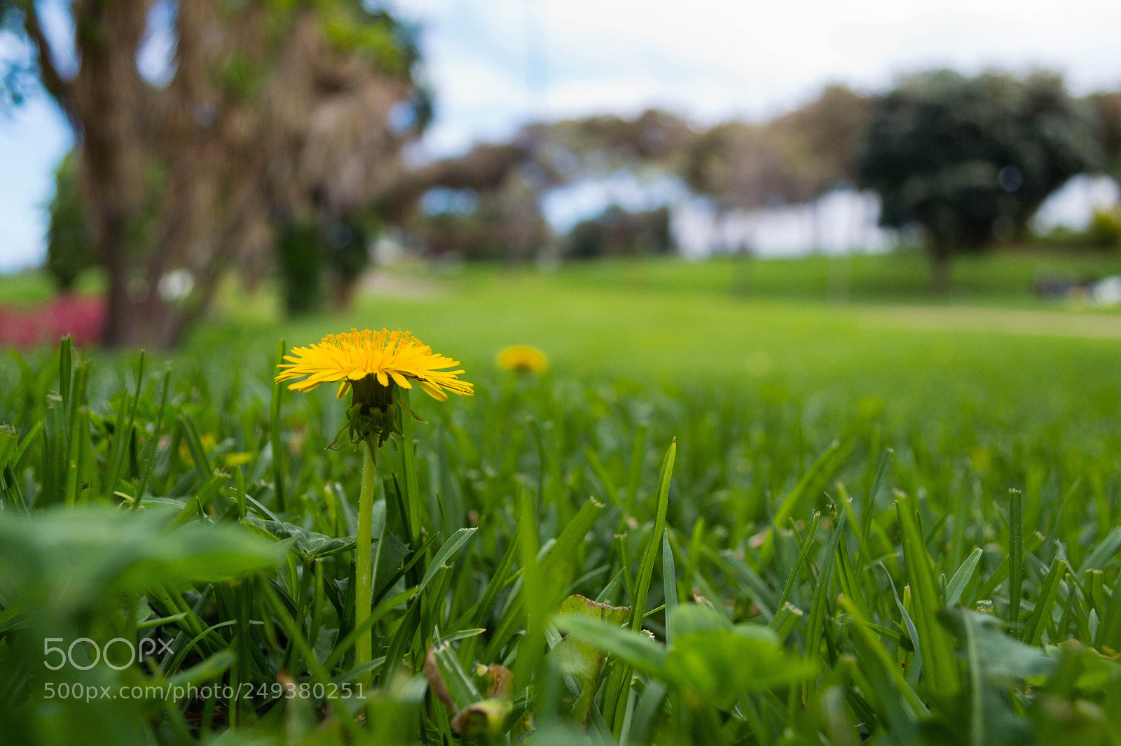 Nikon D3100 sample photo. Yellow dandelion flower, in photography