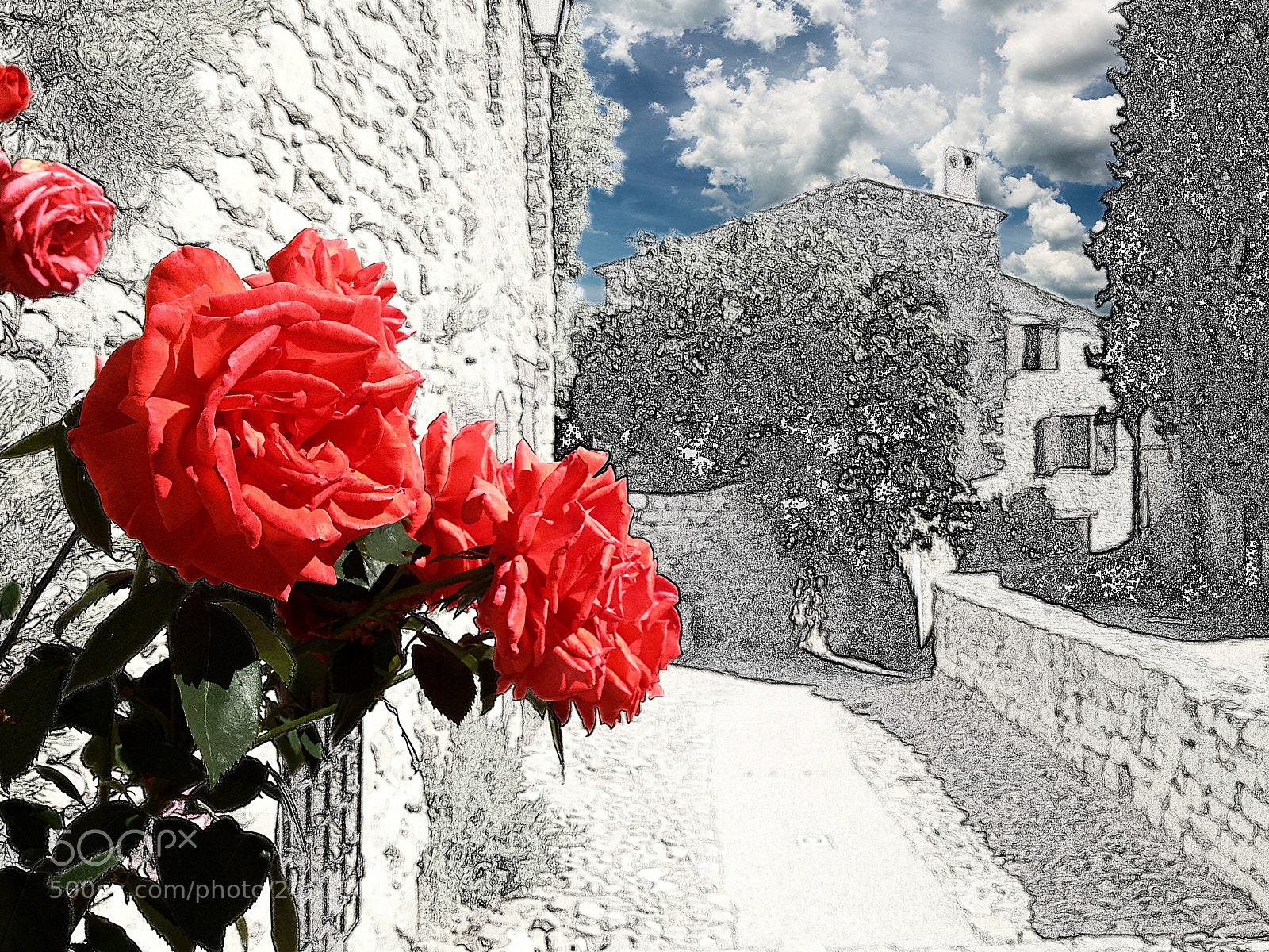 Apple iPhone 4S sample photo. Toscana, rose disegno. photography