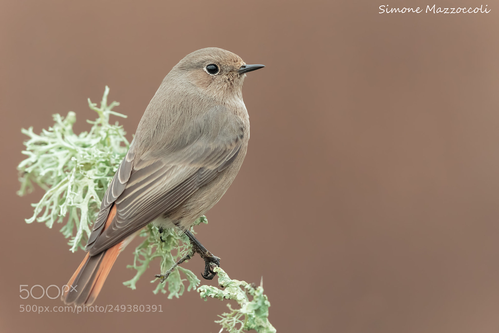 Canon EOS-1D X sample photo. Black redstart female photography
