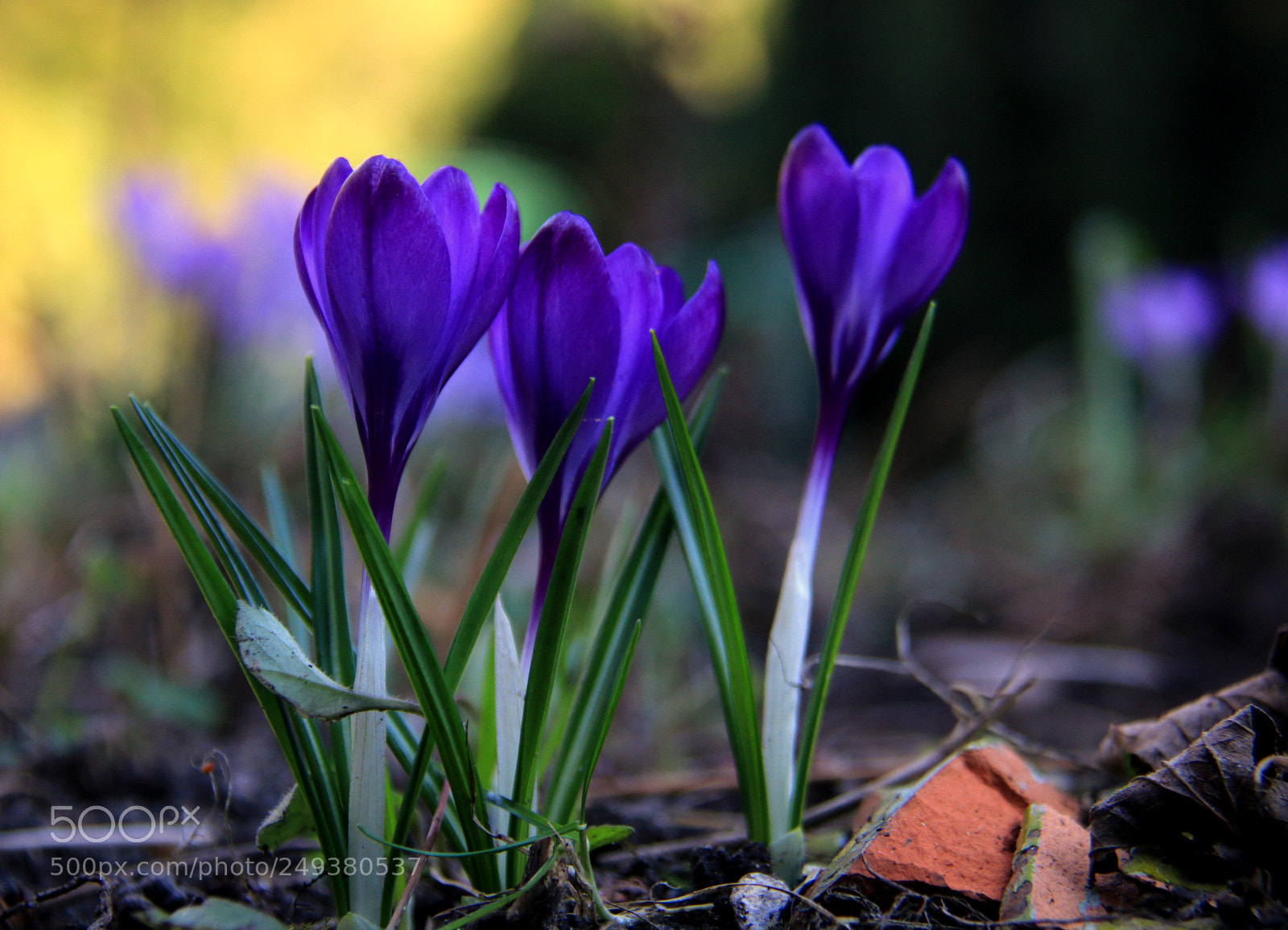 Canon EF-S 18-200mm F3.5-5.6 IS sample photo. Img photography