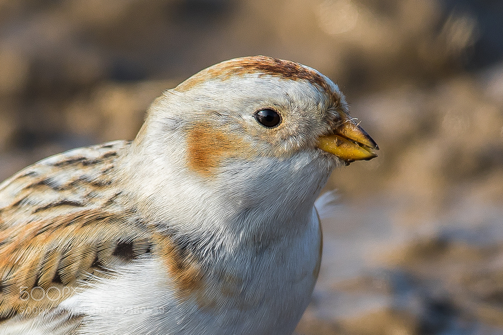 Canon EOS 7D Mark II sample photo. Close-up(snow bunting) photography