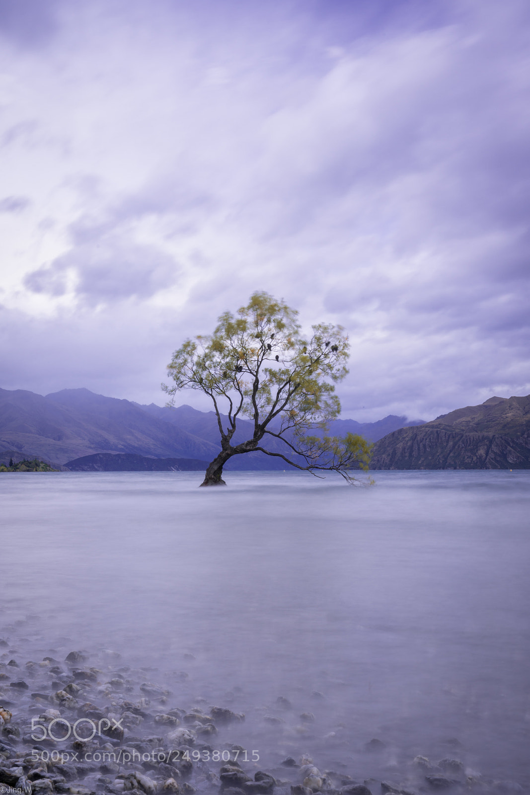 Sony a7R III sample photo. The famous tree photography