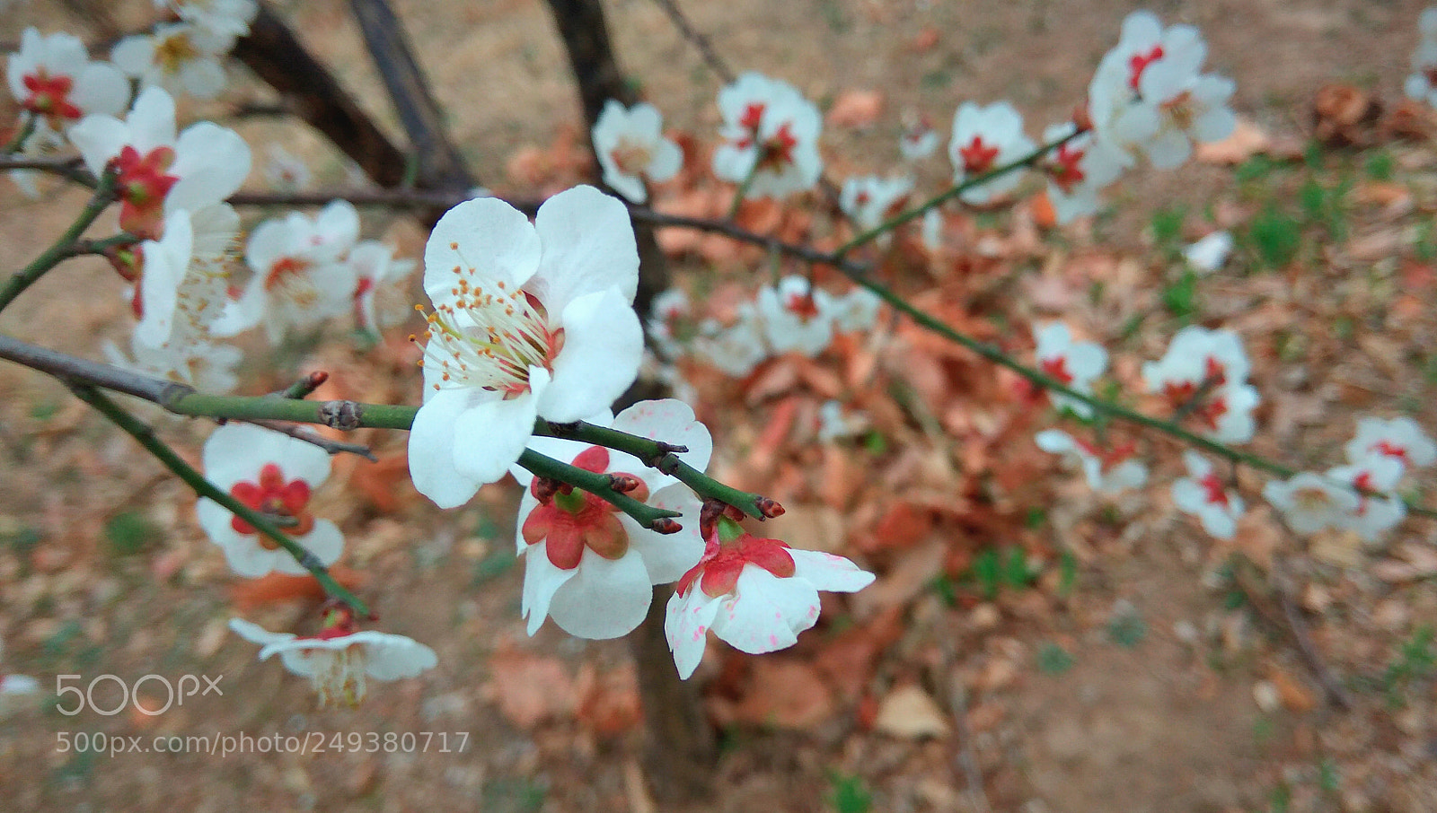Xiaomi Redmi Note3 sample photo. Untitled photography