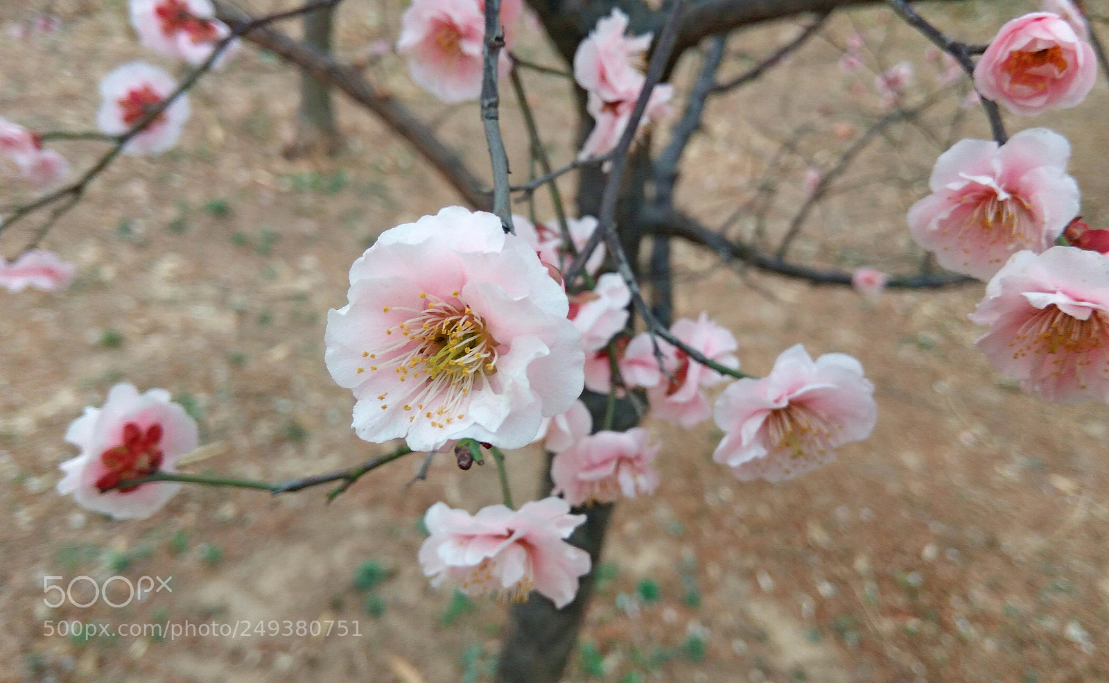 Xiaomi Redmi Note3 sample photo. Untitled photography