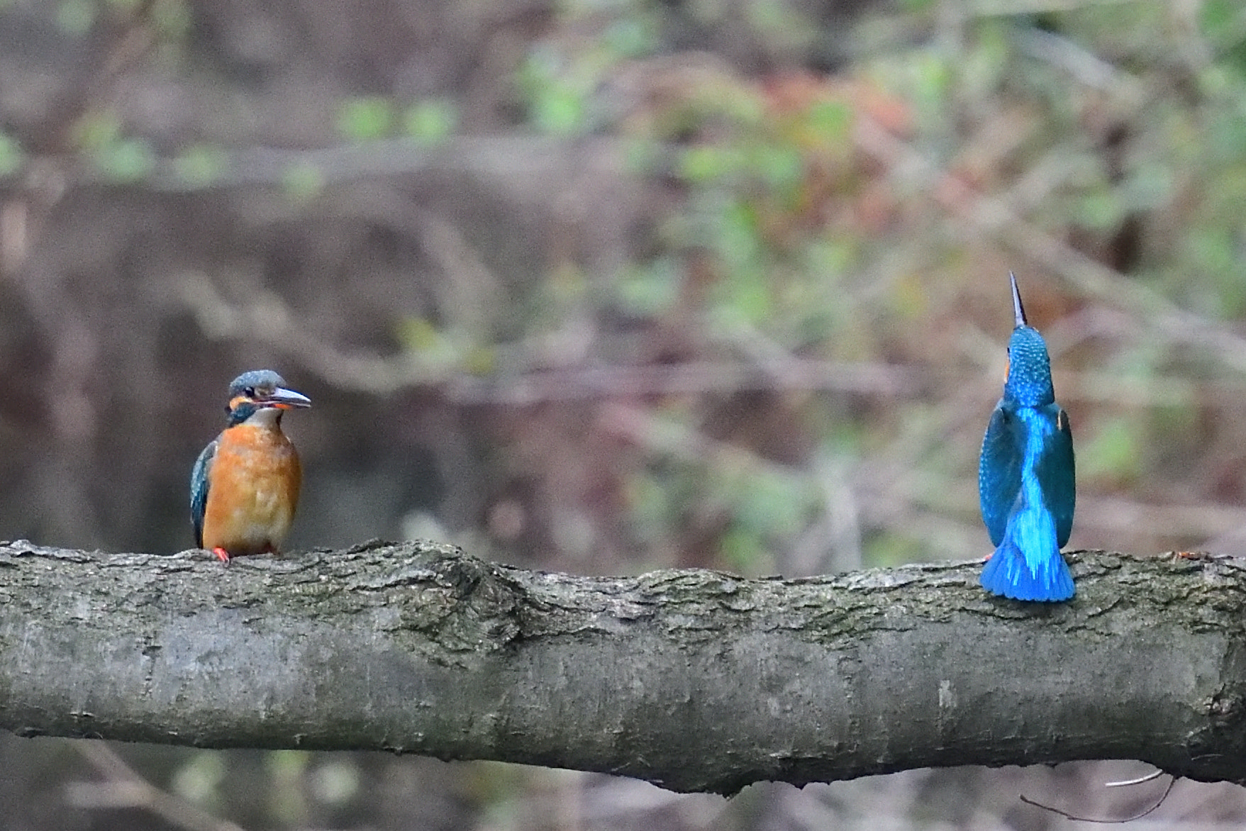 Nikon Nikkor AF-S 300mm F4E PF ED VR sample photo. Pairing of kingfishers photography