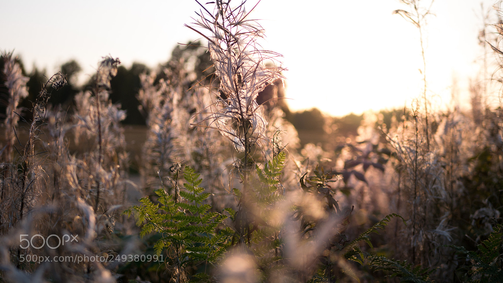 Panasonic Lumix DMC-G7 sample photo. _1020804.jpg photography