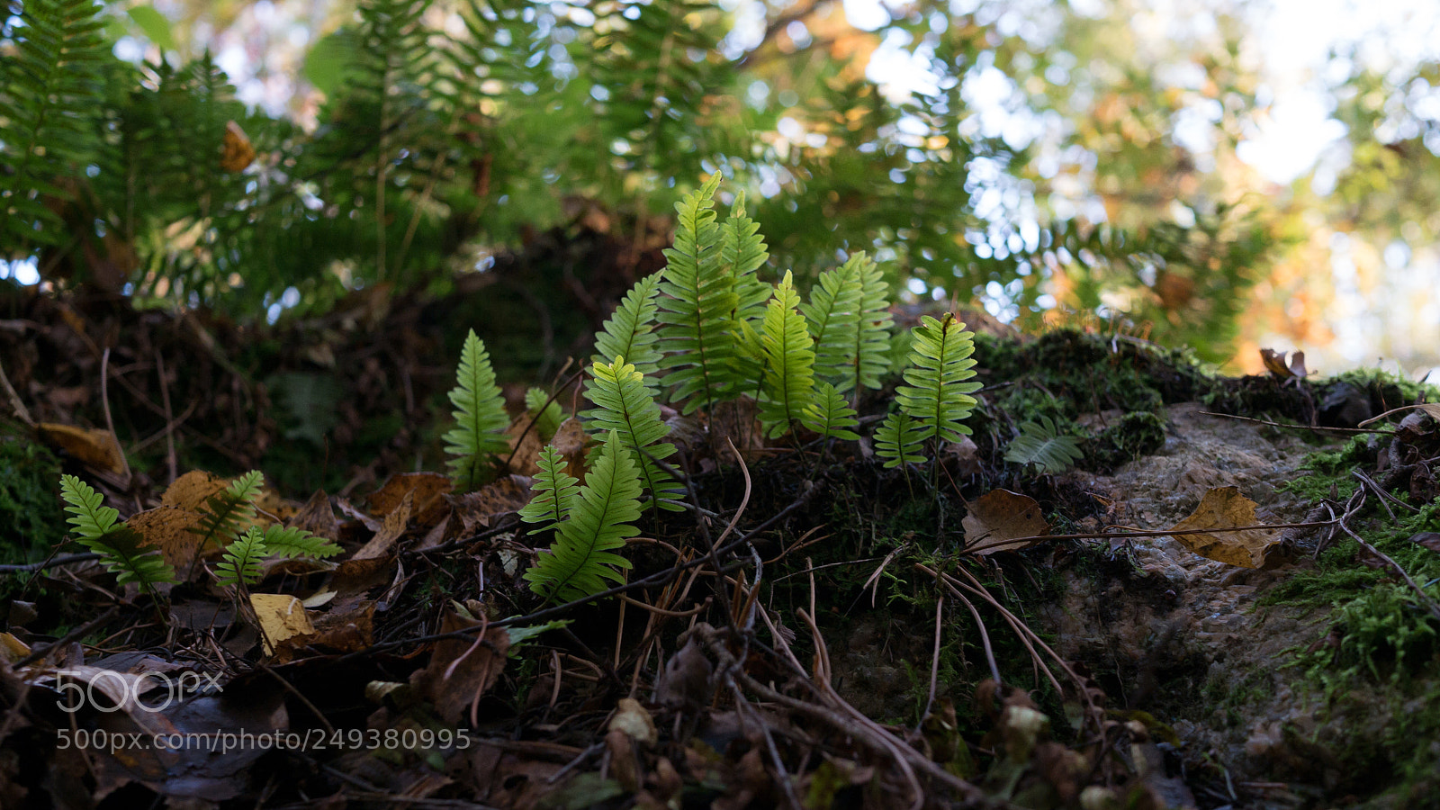 Panasonic Lumix DMC-G7 sample photo. _1020737.jpg photography