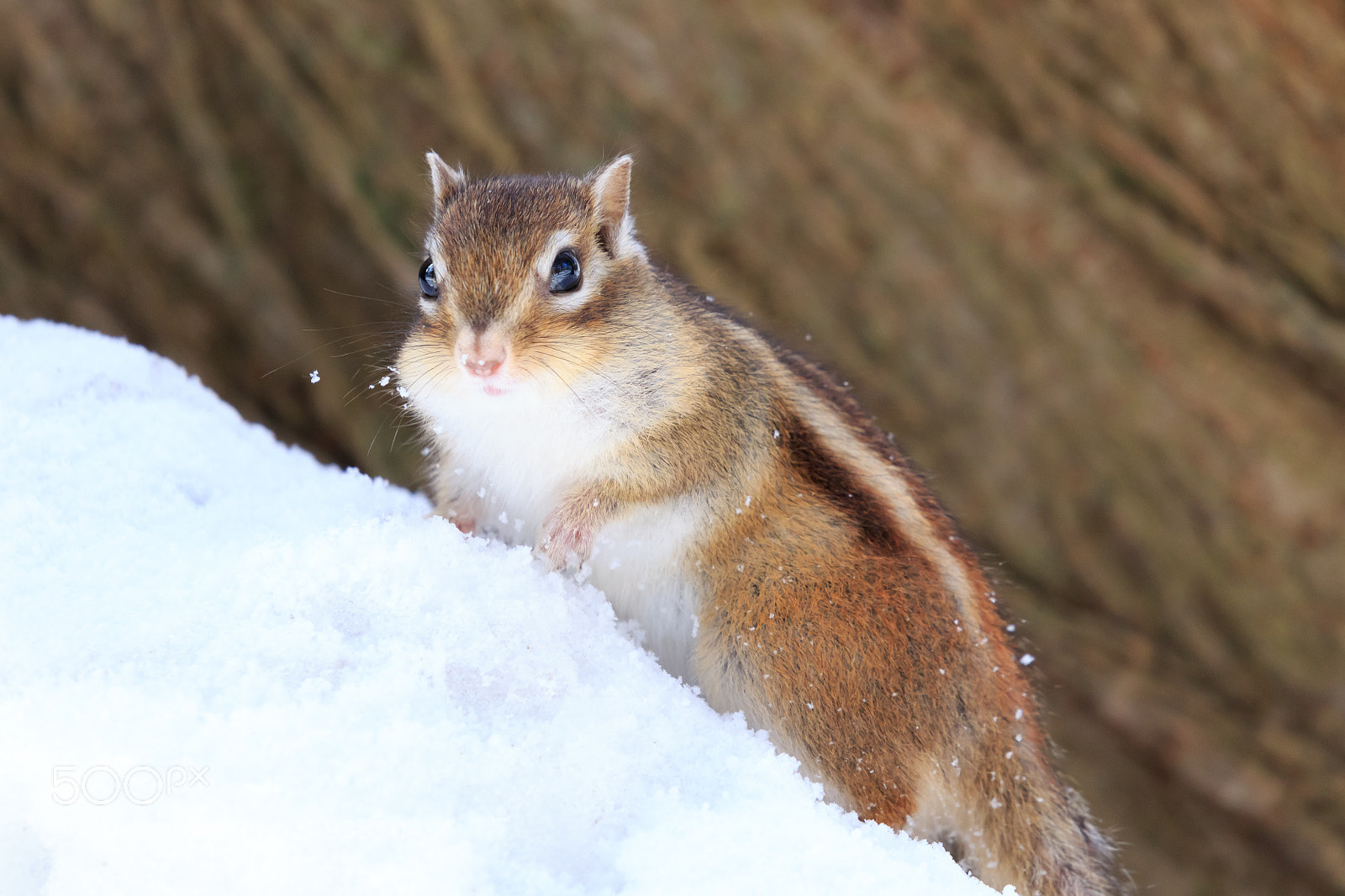 Canon EOS 7D Mark II sample photo. Feel of the snow #2 photography