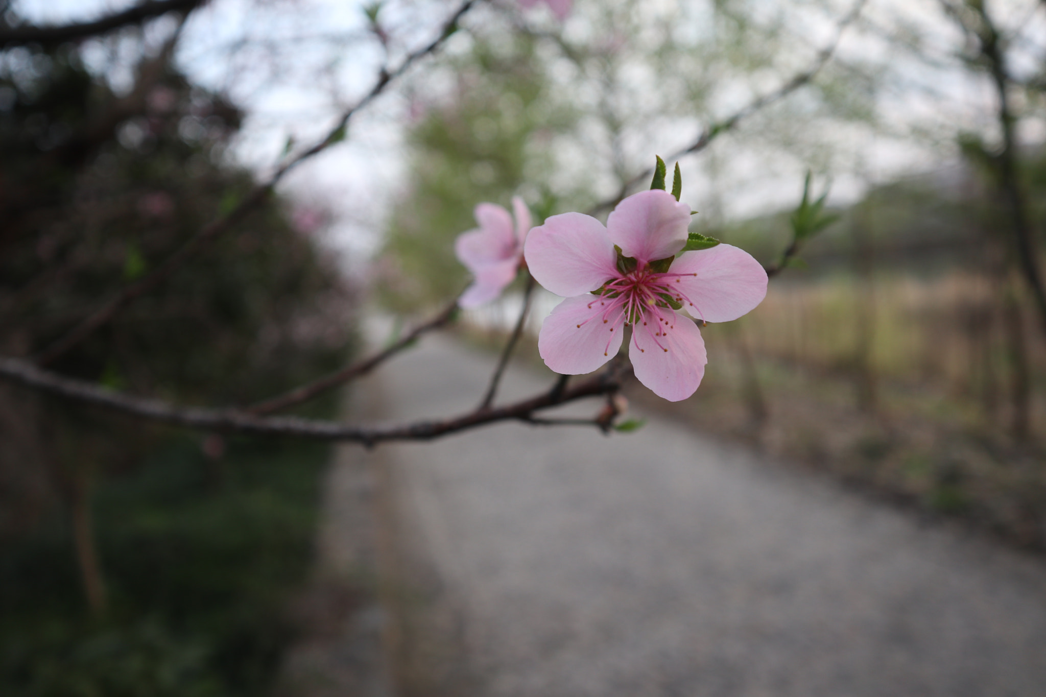 Canon EOS M6 sample photo