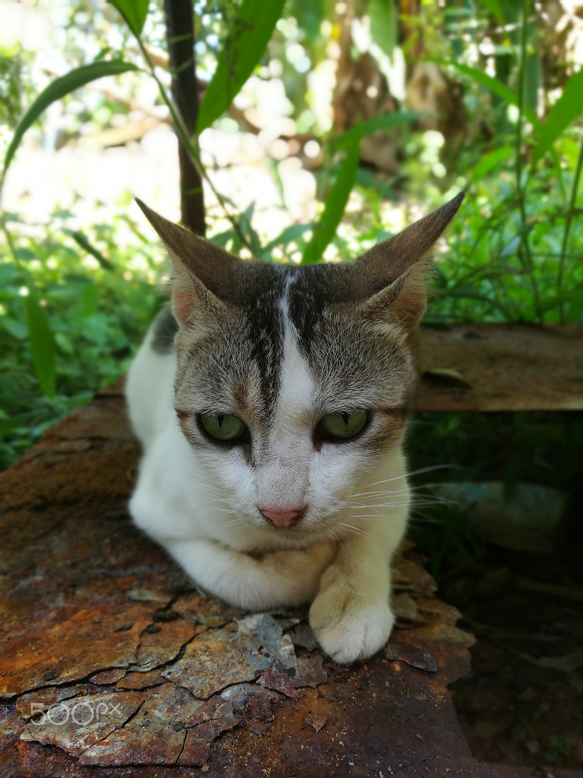 HUAWEI GR5 2017 sample photo. Cat photography