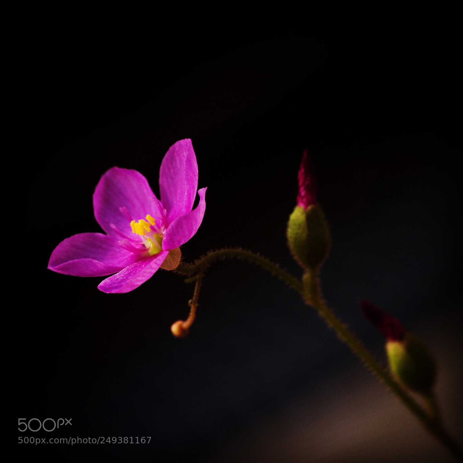 Canon EOS 600D (Rebel EOS T3i / EOS Kiss X5) sample photo. Tiny purple flower photography