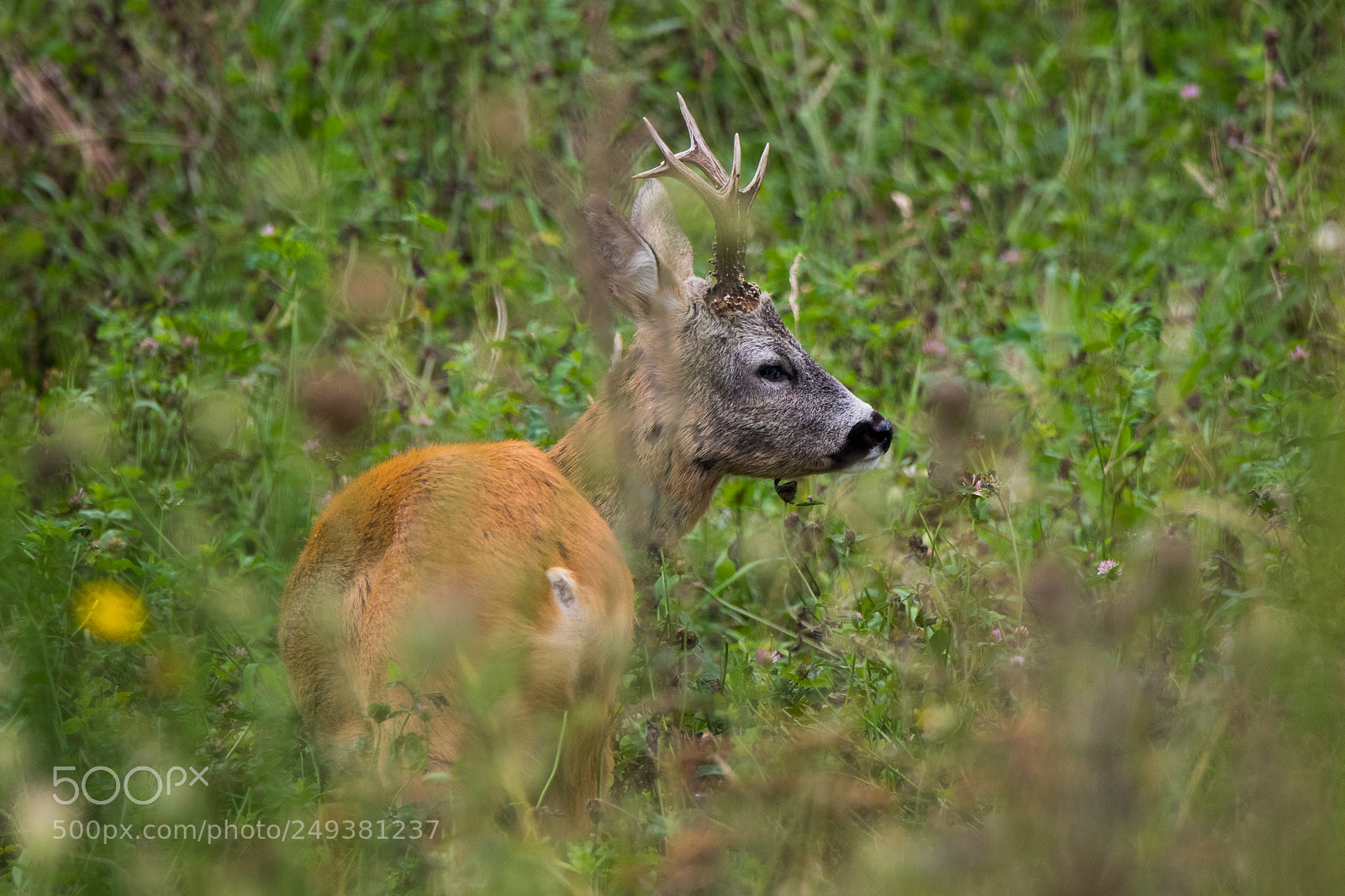 Canon EOS 7D Mark II sample photo. Roe deer buck with photography