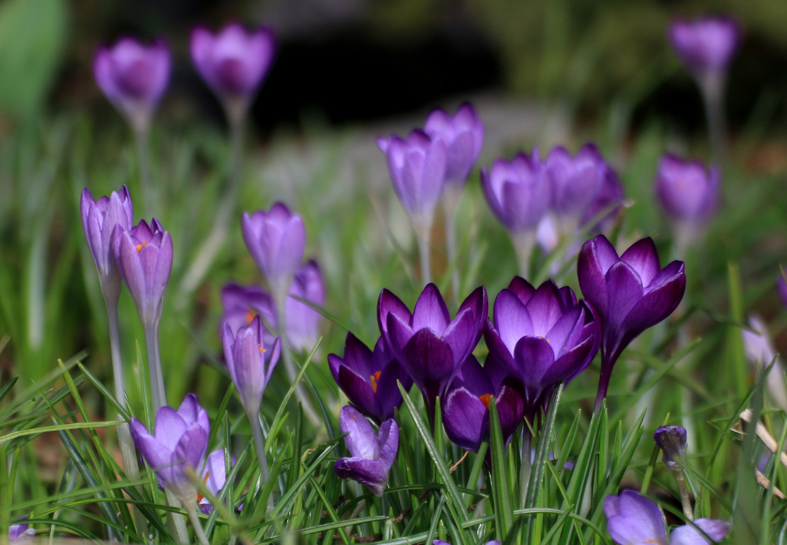 Tamron SP 35mm F1.8 Di VC USD sample photo. Img photography