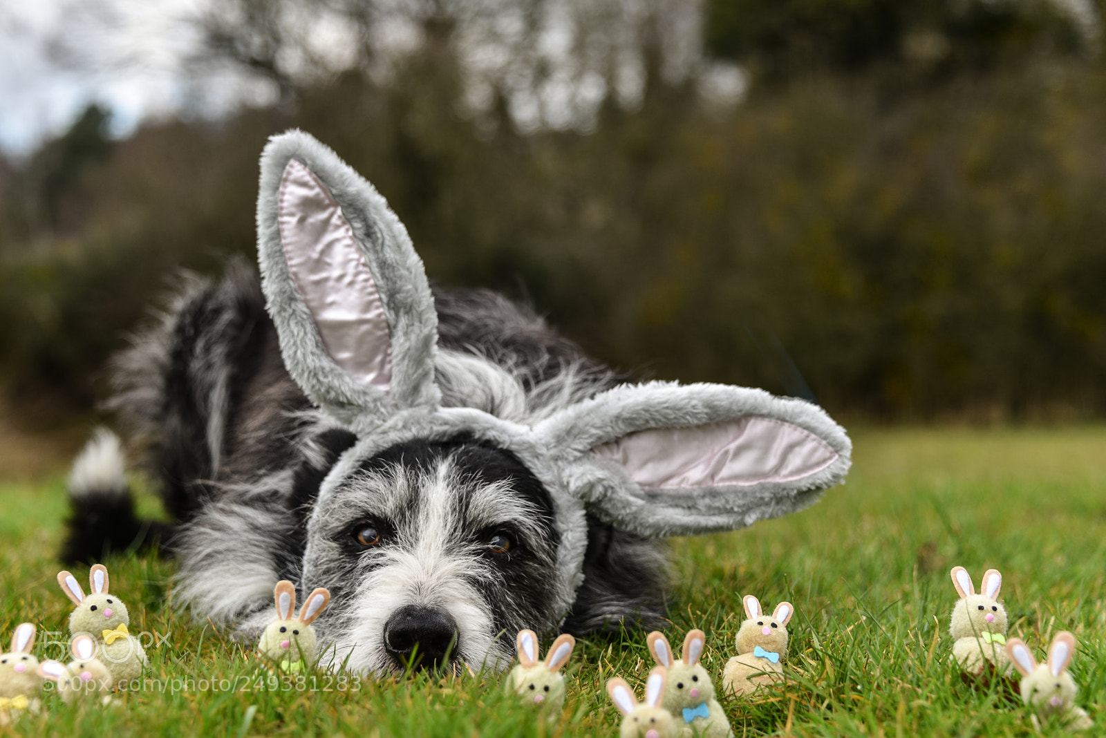 Nikon D810 sample photo. A flock of rabbits photography