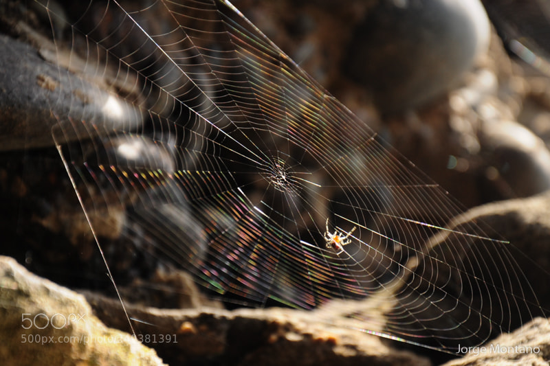 Nikon D90 sample photo. *** photography