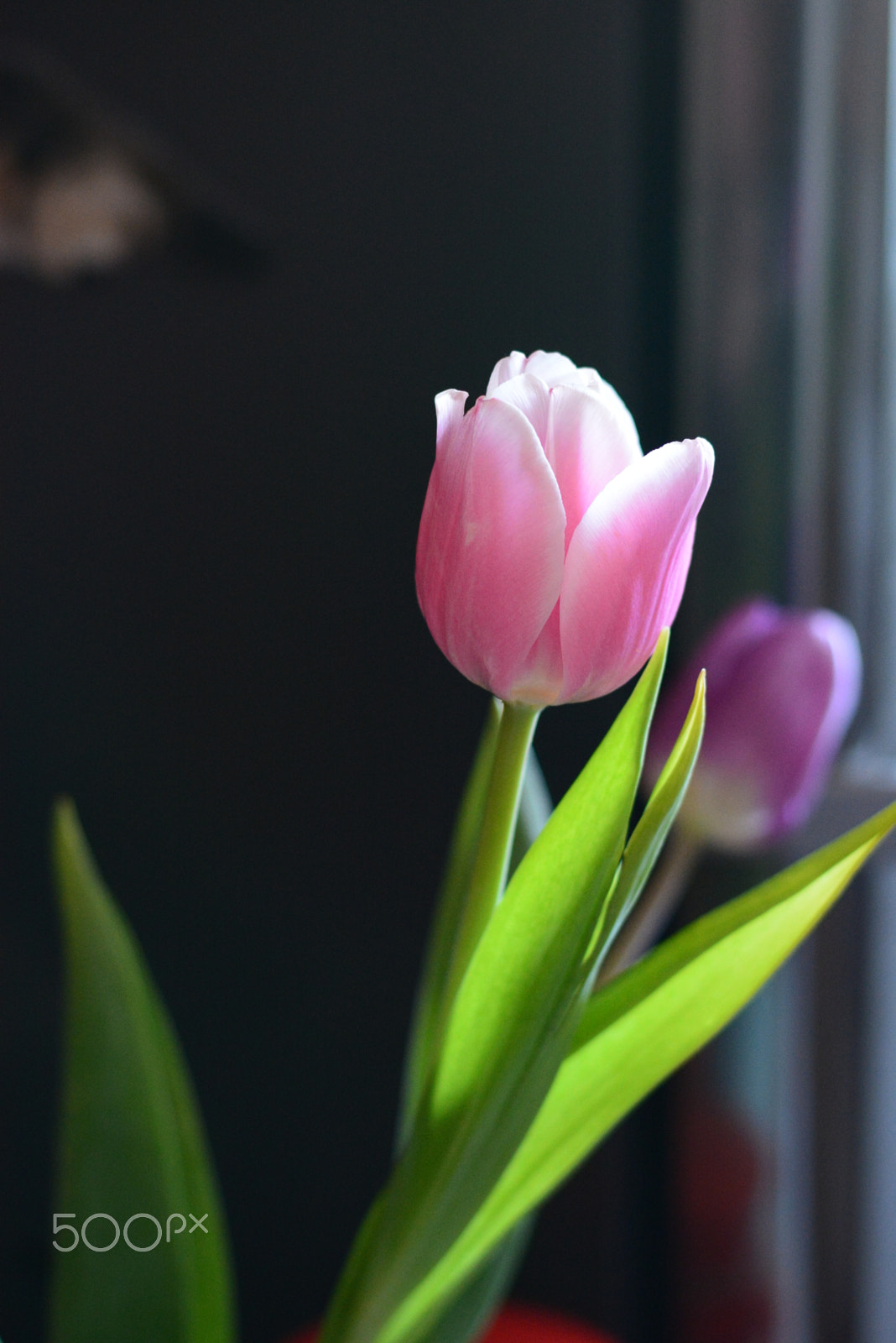 Nikon D7100 + Nikon AF-S Nikkor 50mm F1.8G sample photo. Tulips photography