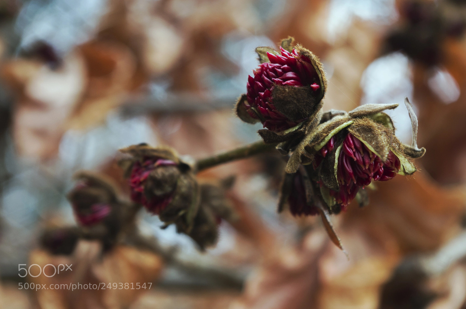 Pentax K-30 sample photo. Blooming photography