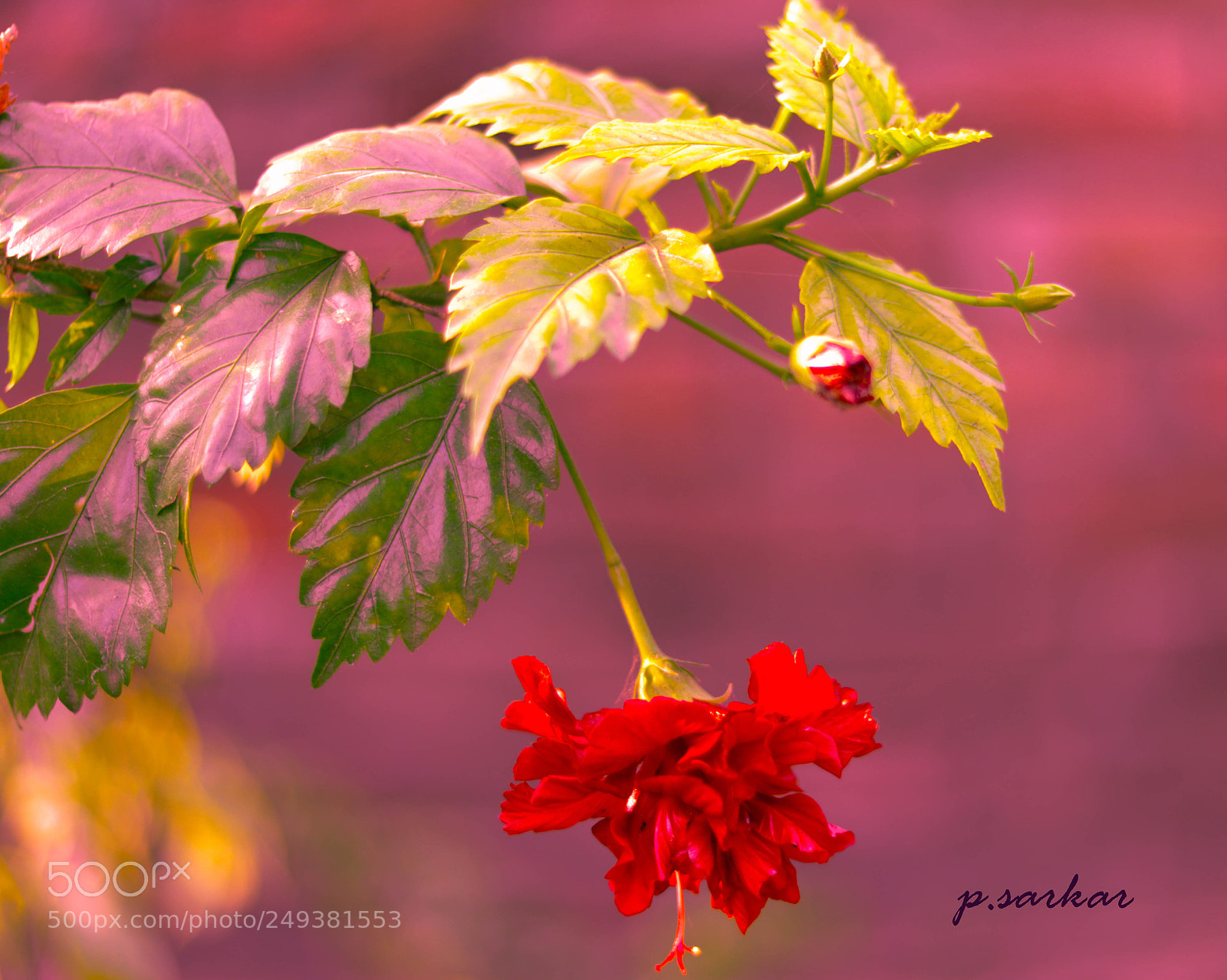 Canon EOS 80D sample photo. Untitled photography