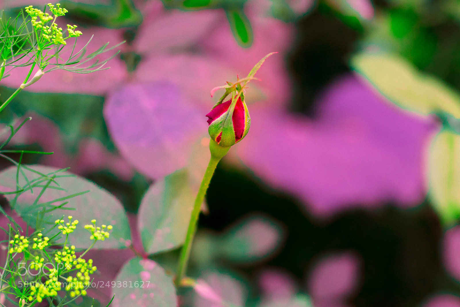 Canon EOS 80D sample photo. Untitled photography