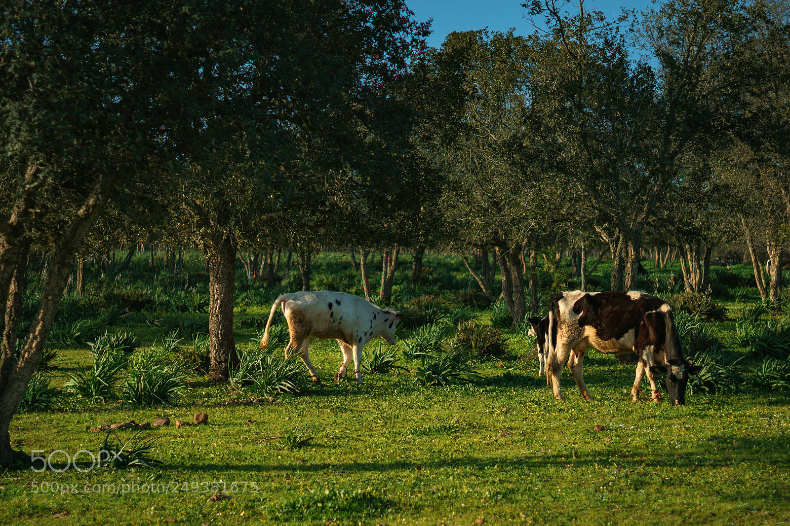 Sony a7R II sample photo. L'orée photography