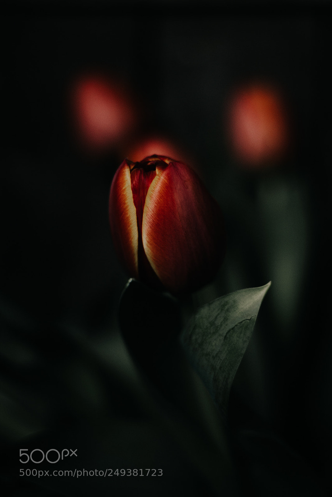Canon EOS 60D sample photo. Ombre et lumière photography