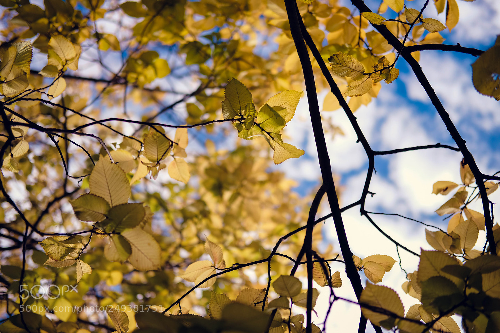 Fujifilm X-T20 sample photo. Golden leaves photography
