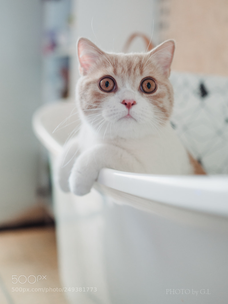 Sony Cyber-shot DSC-RX1R II sample photo. My cat-cookie photography