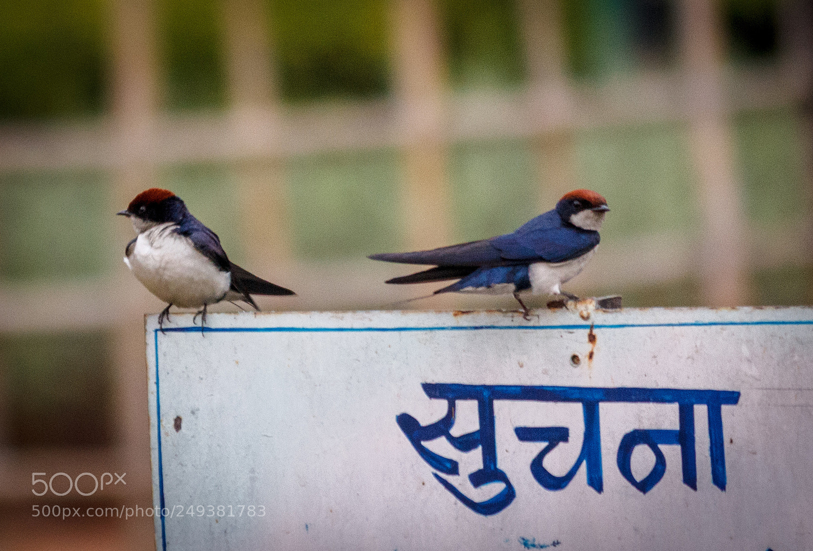 Canon EOS 600D (Rebel EOS T3i / EOS Kiss X5) sample photo. A couple of beauties photography