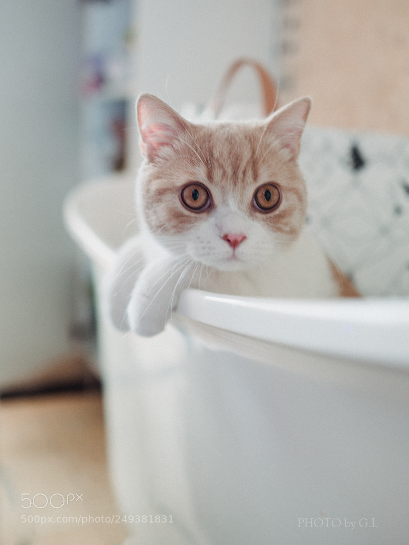 Sony Cyber-shot DSC-RX1R II sample photo. Cookie in the tub photography