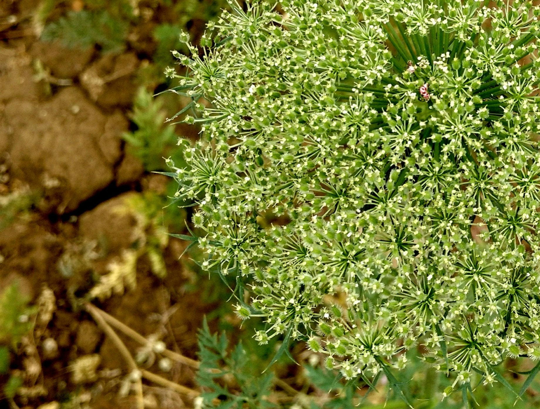 Motorola Moto X Play sample photo. Patterns of nature photography