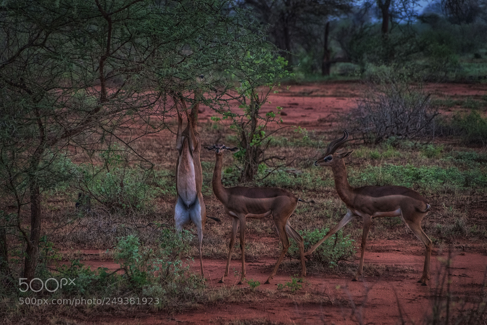 Nikon D810 sample photo. Gazelle trio photography