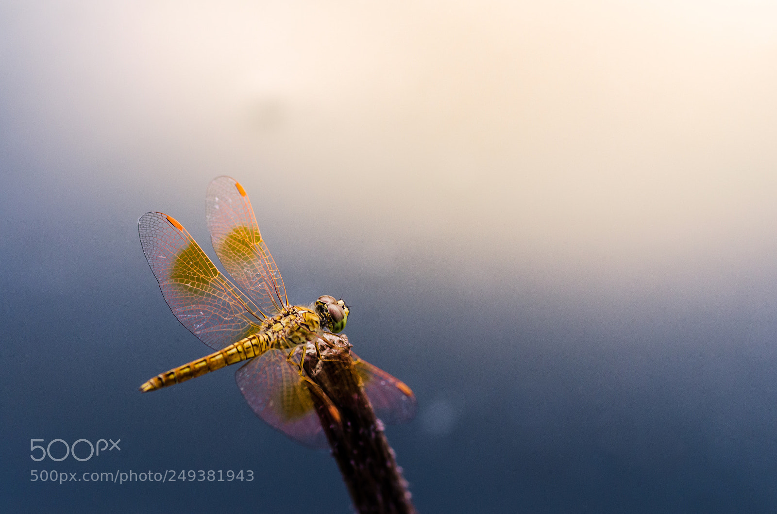 Nikon D7000 sample photo. Ragonfly in the nature photography