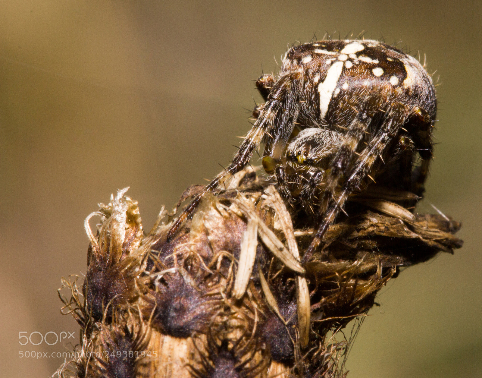 Canon EOS 550D (EOS Rebel T2i / EOS Kiss X4) sample photo. Cross spider photography