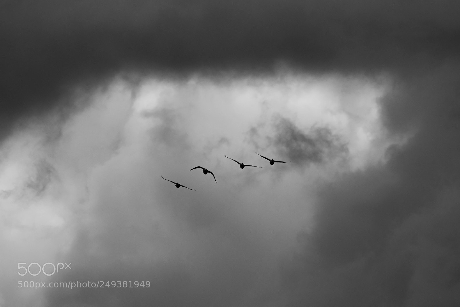 Nikon D500 sample photo. Geese fly by photography