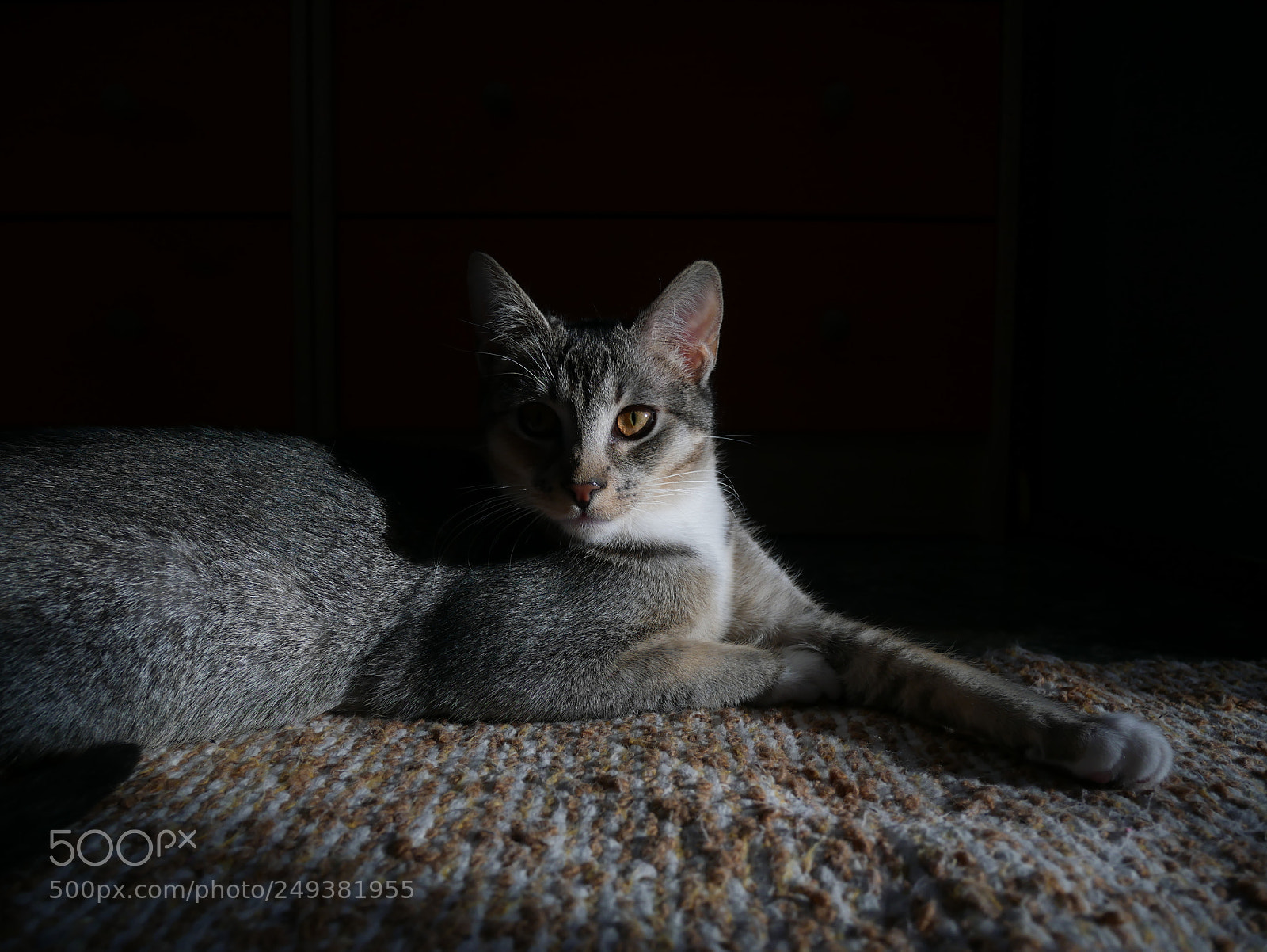 Panasonic Lumix DMC-GX85 (Lumix DMC-GX80 / Lumix DMC-GX7 Mark II) sample photo. Cat photography
