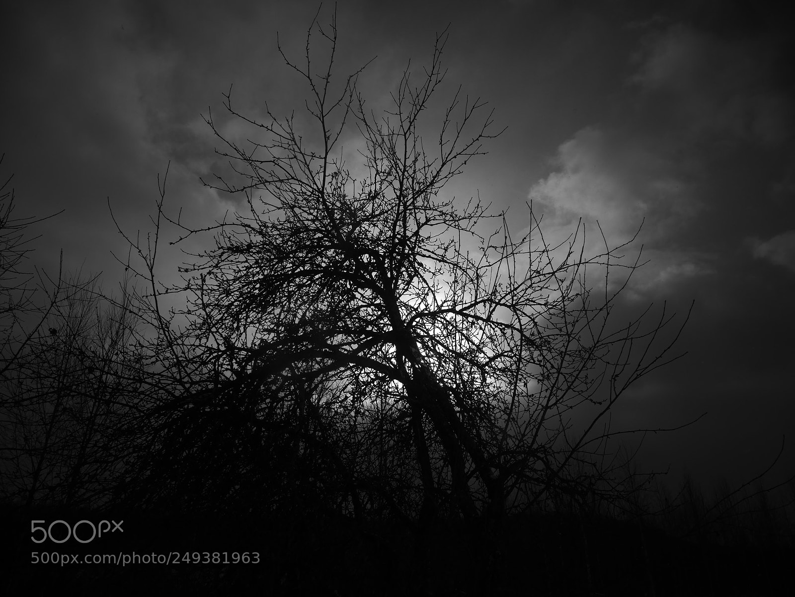 Panasonic Lumix DMC-GX85 (Lumix DMC-GX80 / Lumix DMC-GX7 Mark II) sample photo. Apple tree photography