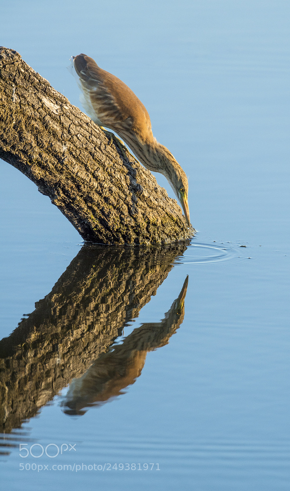 Nikon D4 sample photo. Juvenile squacco heron fishing photography