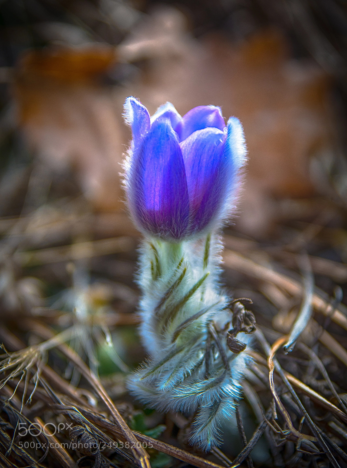Nikon D7100 sample photo. Little pulsatilla photography