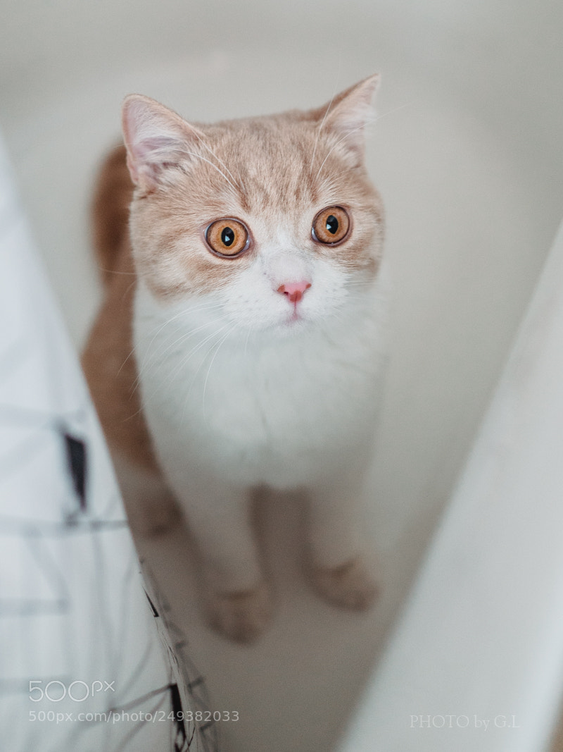 Sony Cyber-shot DSC-RX1R II sample photo. Cookie in the tub photography