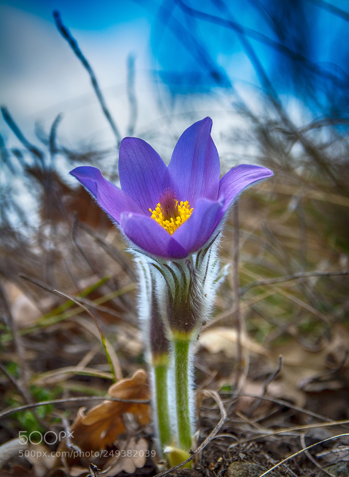 Nikon D7100 sample photo. Spring time photography