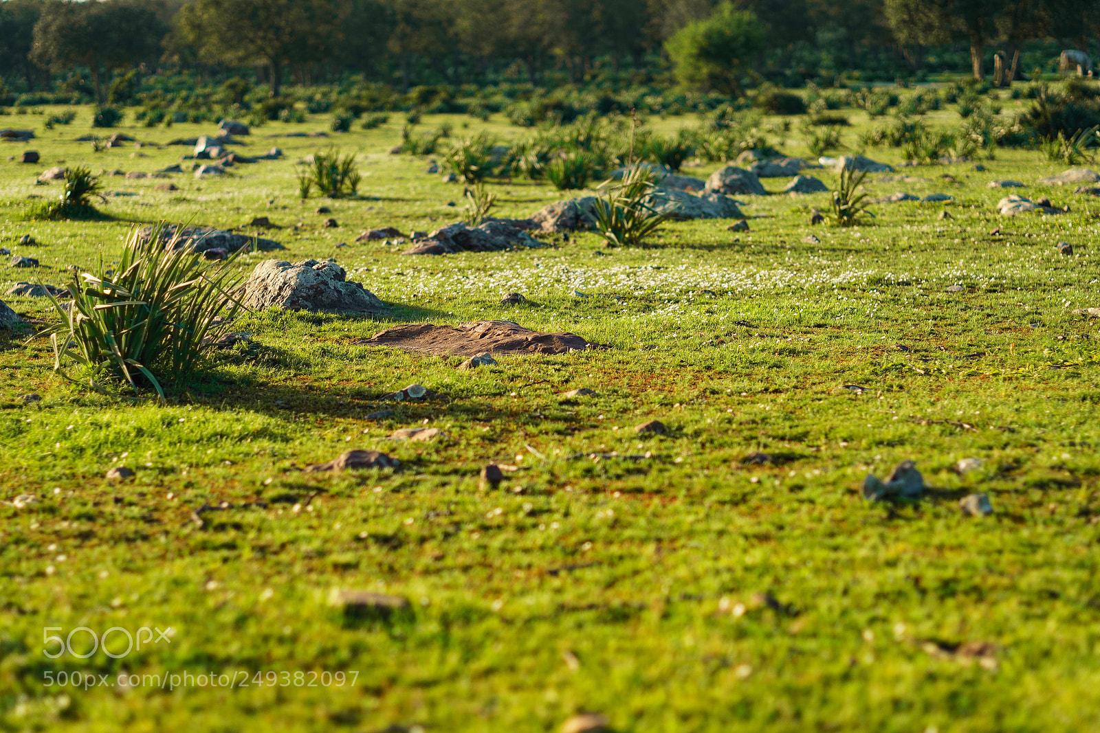 Sony a7R II sample photo. Plaine photography