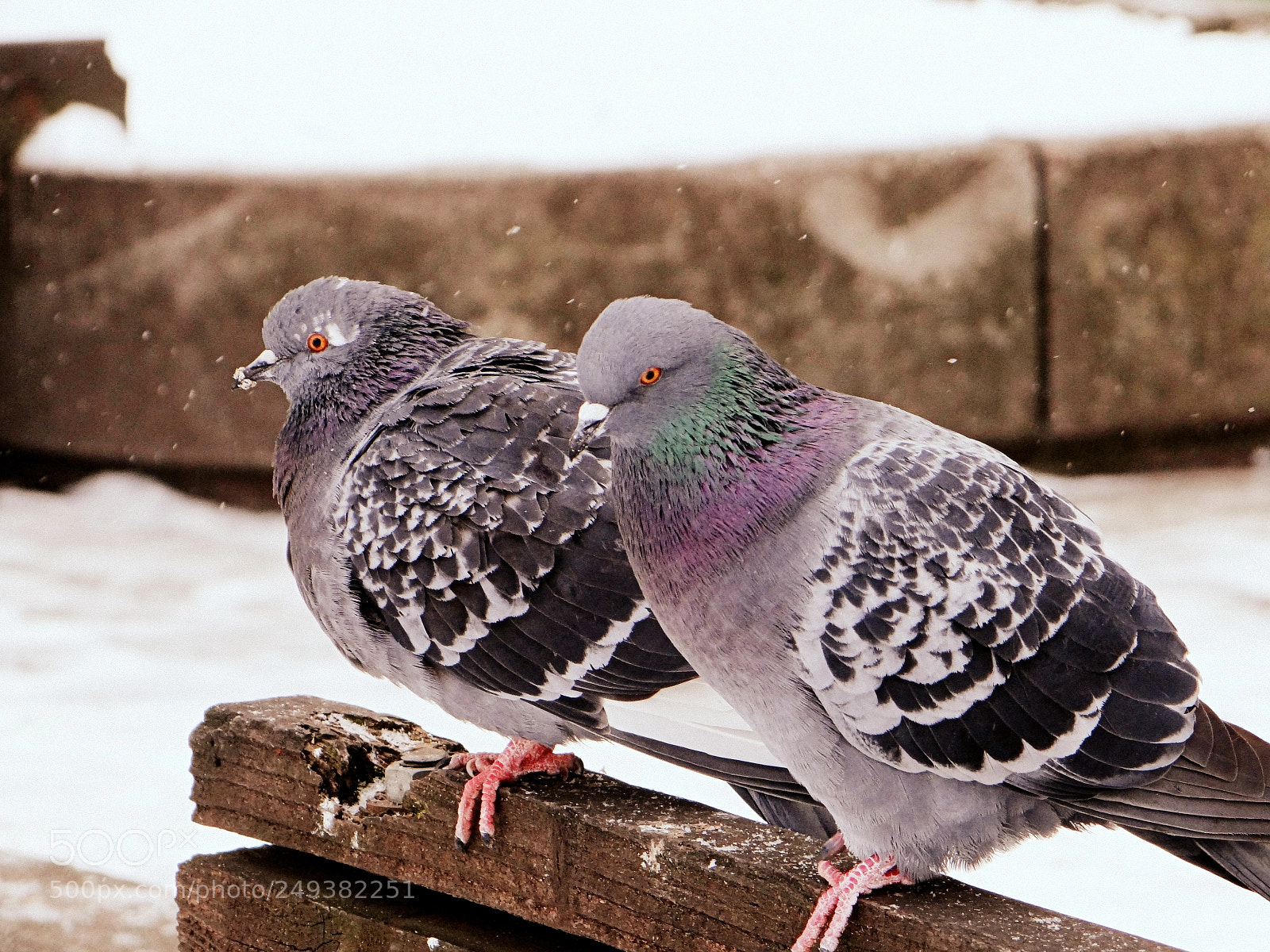 Sony Cyber-shot DSC-HX100V sample photo. Pigeons in winter photography